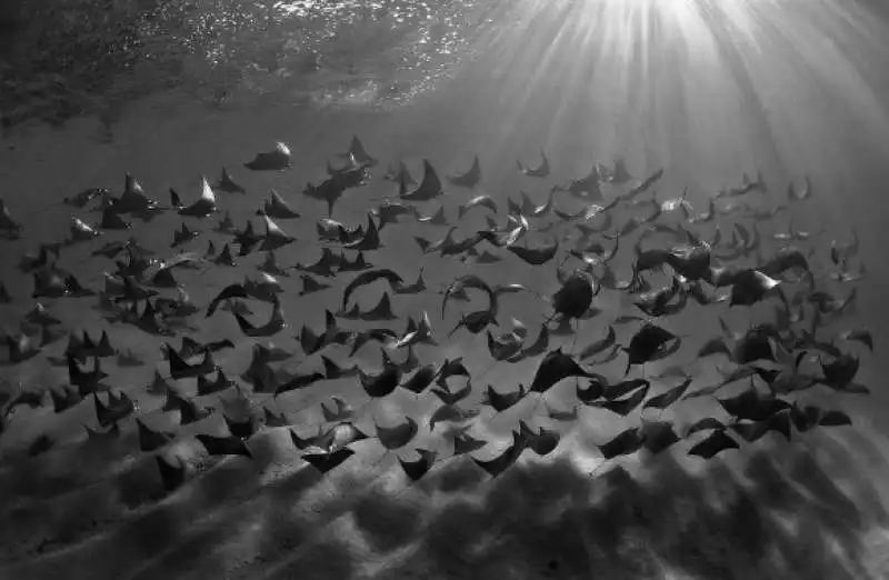 underwater photographer of the year 105