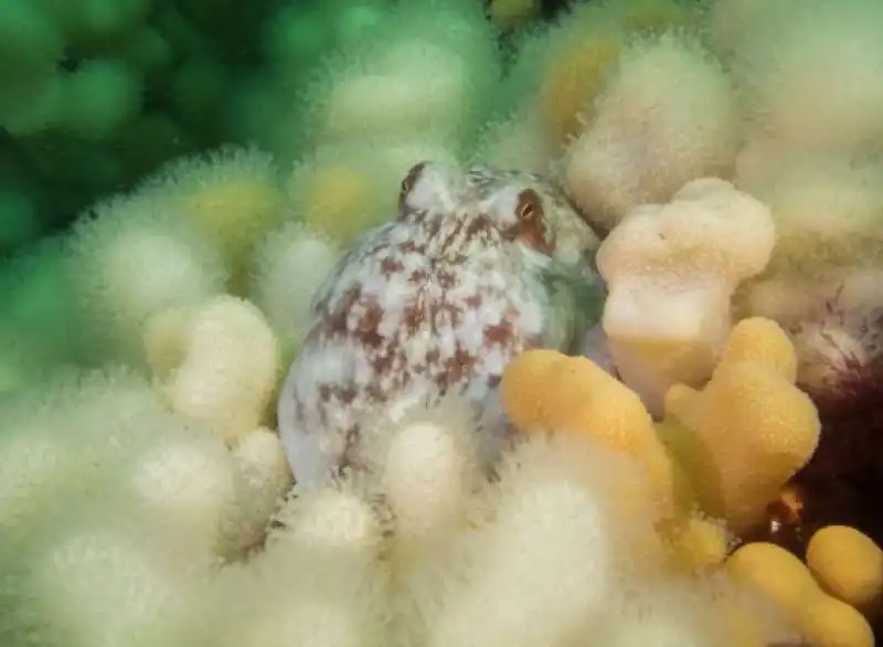 underwater photographer of the year 11