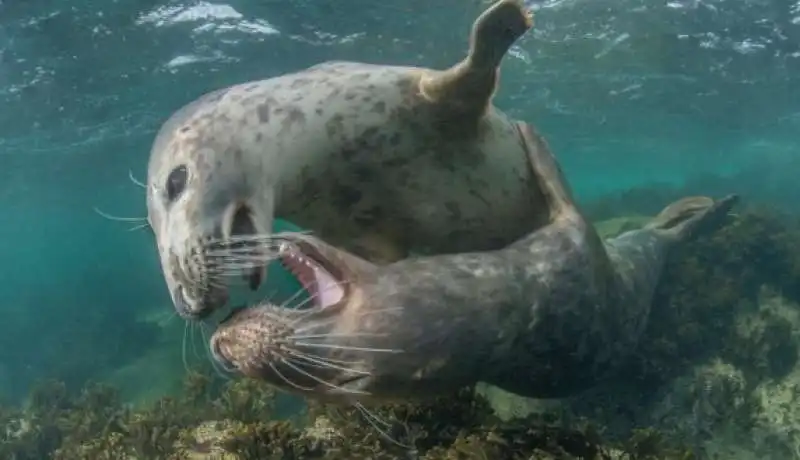 underwater photographer of the year 20