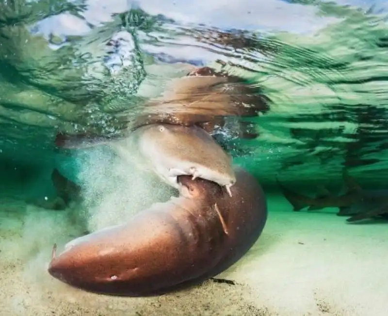 underwater photographer of the year 31