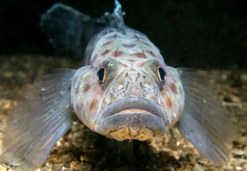 underwater photographer of the year 34