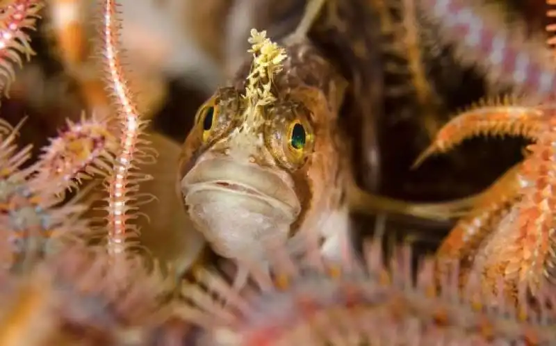 underwater photographer of the year 35