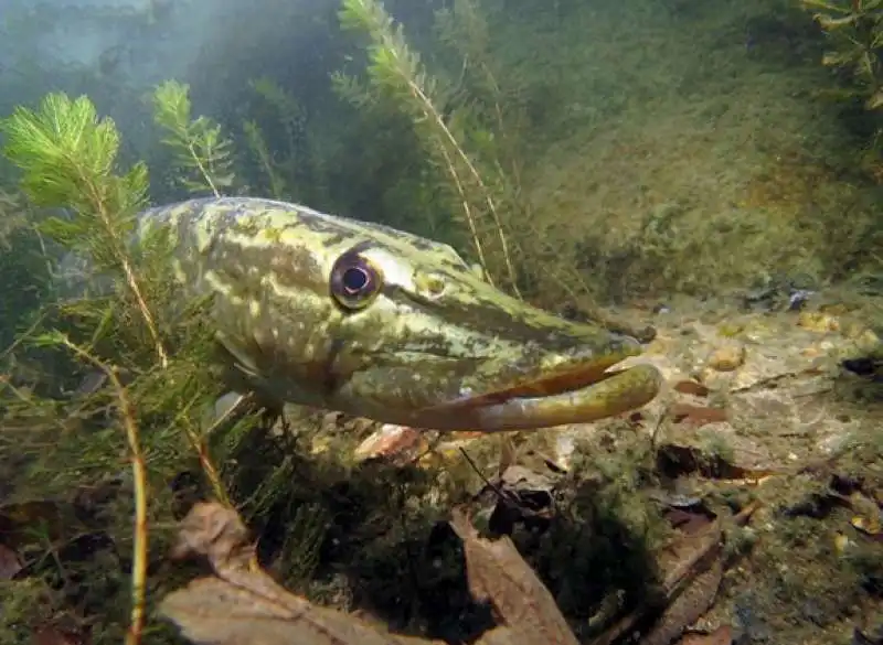 underwater photographer of the year 36