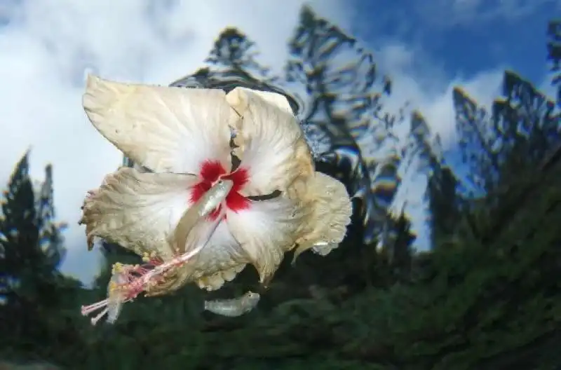 underwater photographer of the year 39