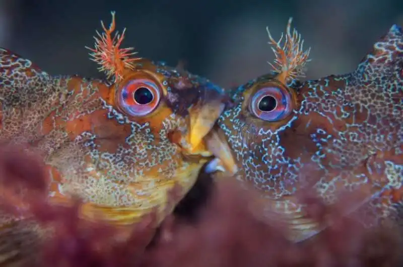 underwater photographer of the year 42