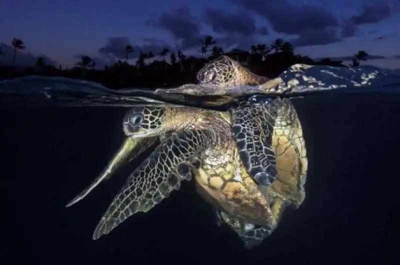 underwater photographer of the year 50