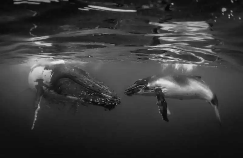 underwater photographer of the year 53