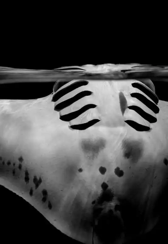 underwater photographer of the year 55