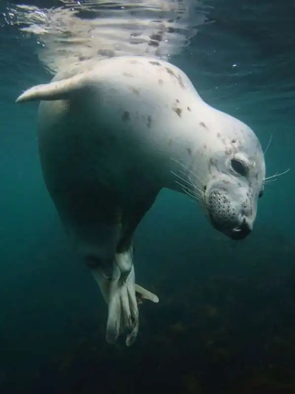 underwater photographer of the year 58