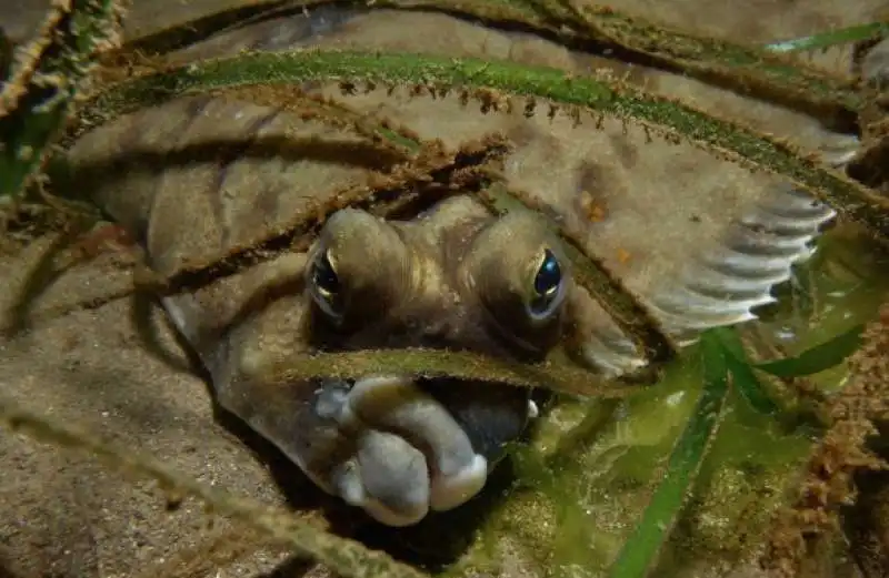 underwater photographer of the year 61