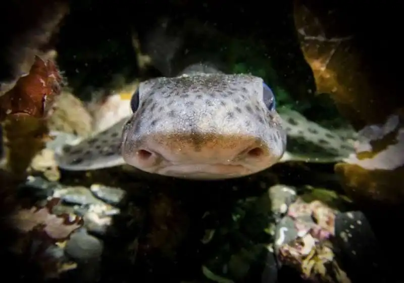 underwater photographer of the year 62