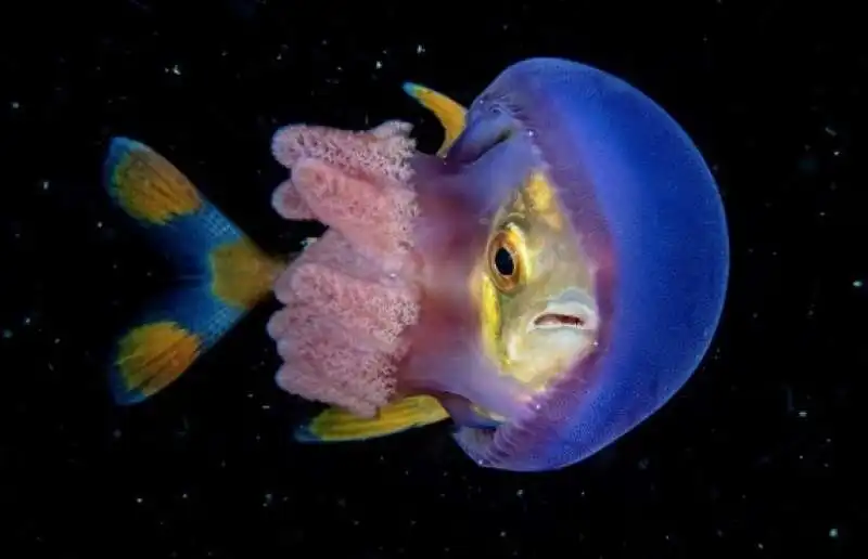 underwater photographer of the year 69