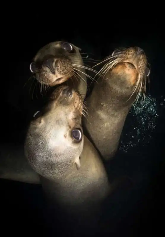 underwater photographer of the year 72