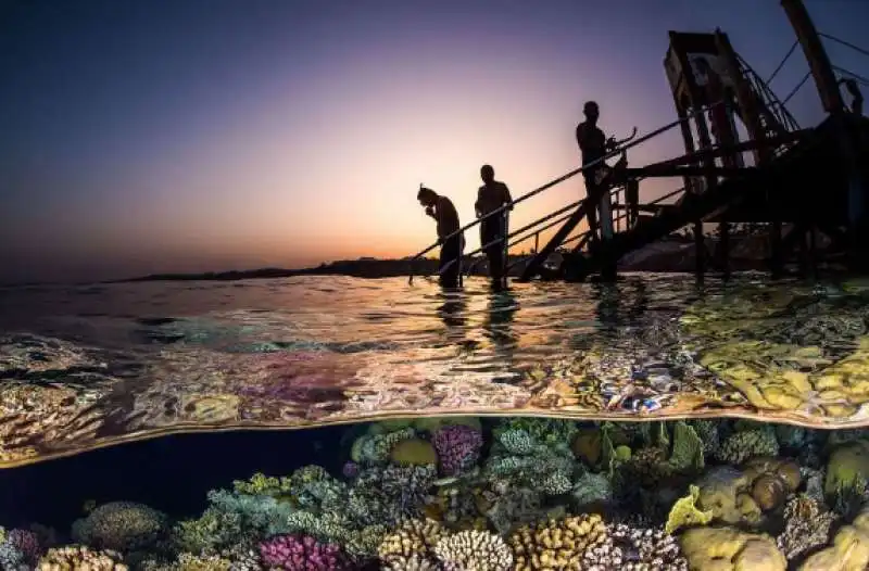 underwater photographer of the year 74