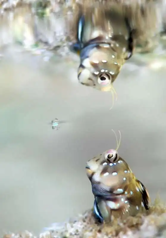 underwater photographer of the year 78