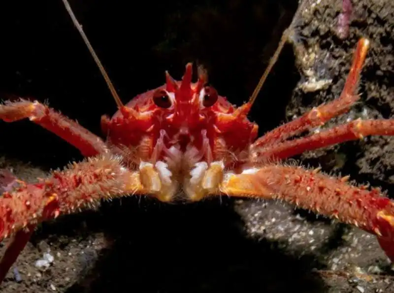 underwater photographer of the year 80