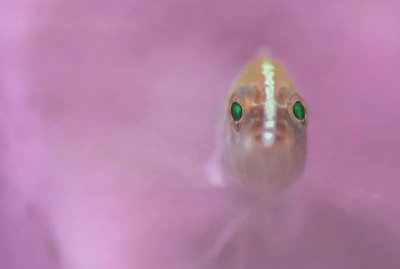 underwater photographer of the year 81