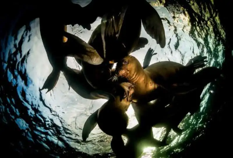 underwater photographer of the year 82