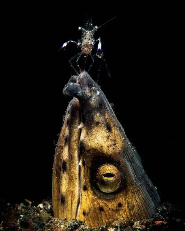 underwater photographer of the year 87