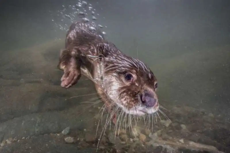 underwater photographer of the year 90