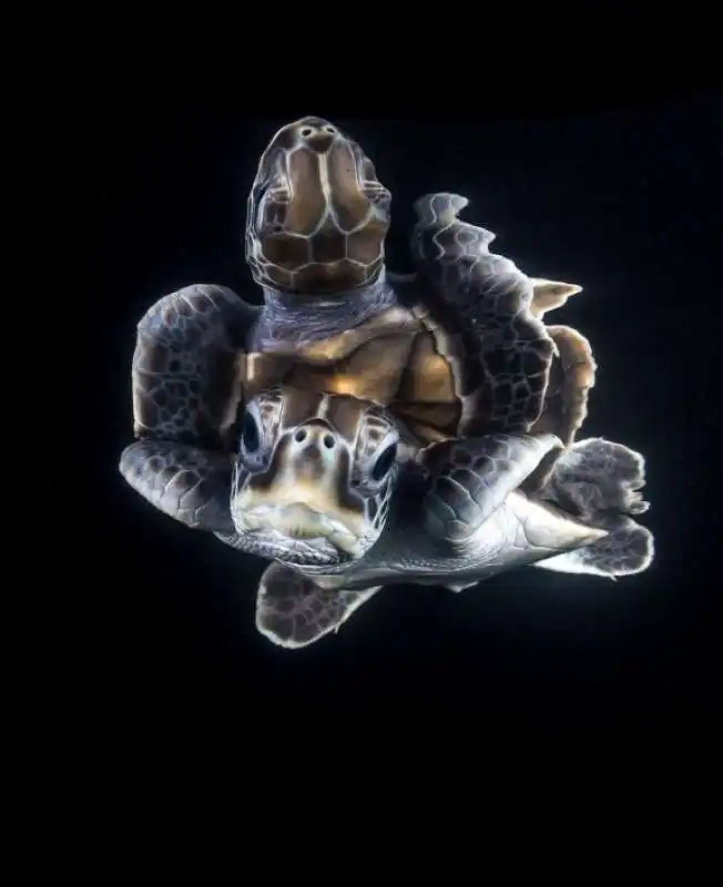 underwater photographer of the year 93