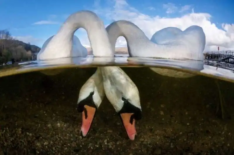 underwater photographer of the year 95