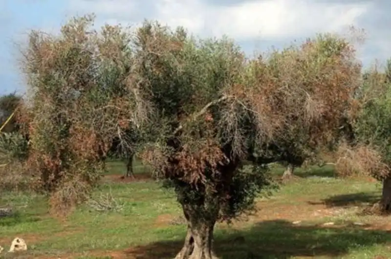 xylella 5