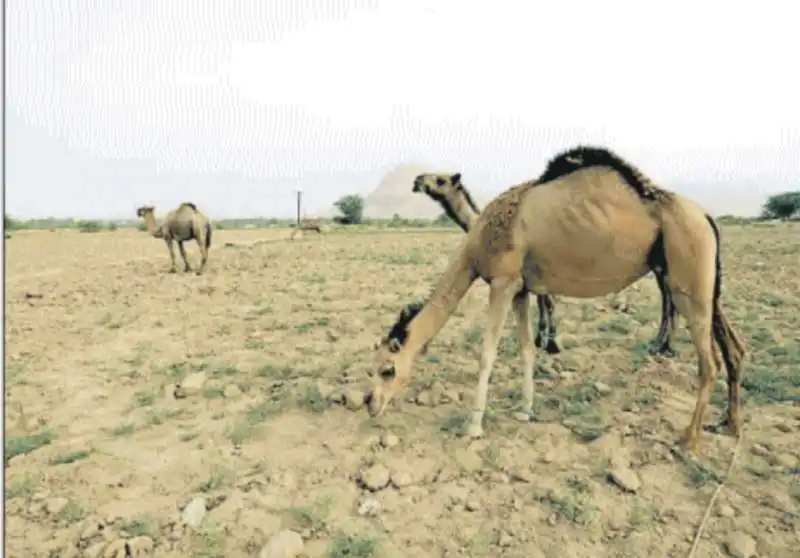 yemen caldo siccita'