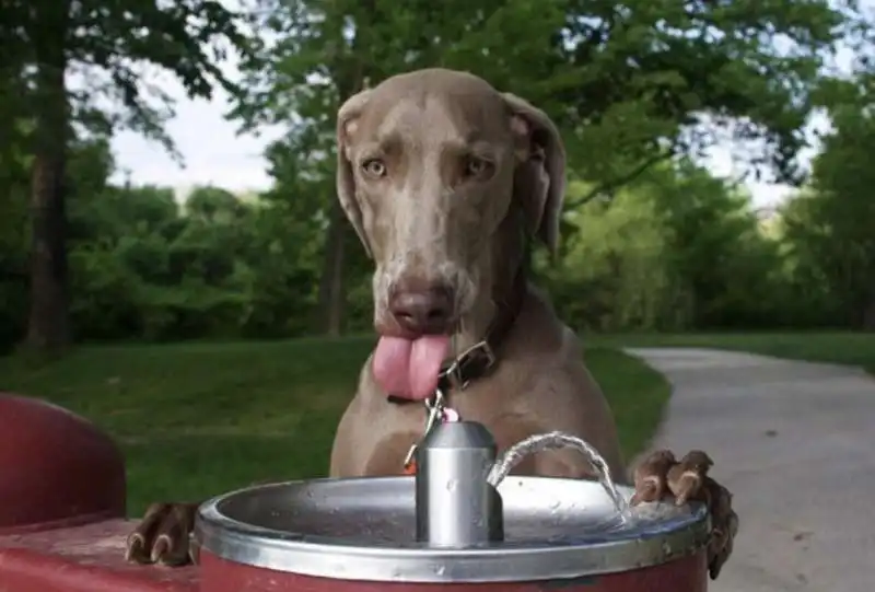 ACQUA PER IL CANE