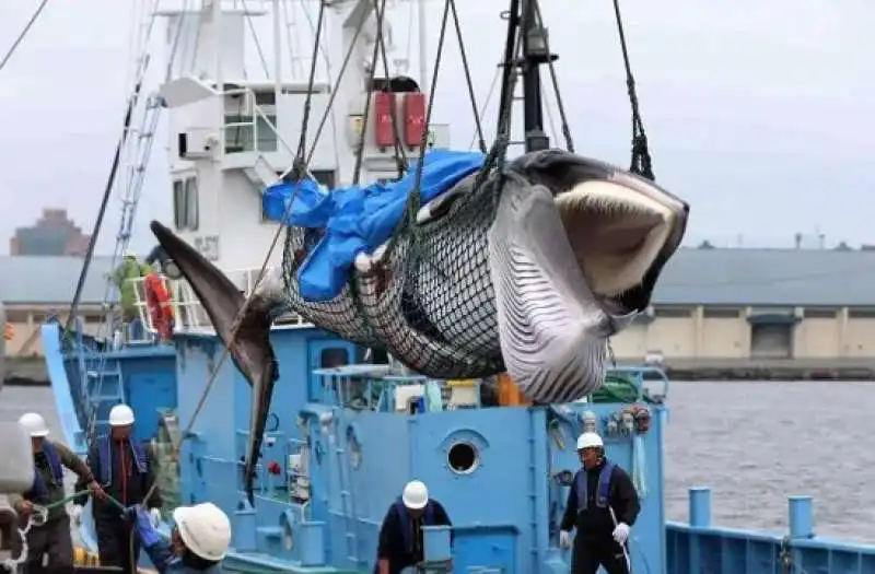 caccia alle balene 14