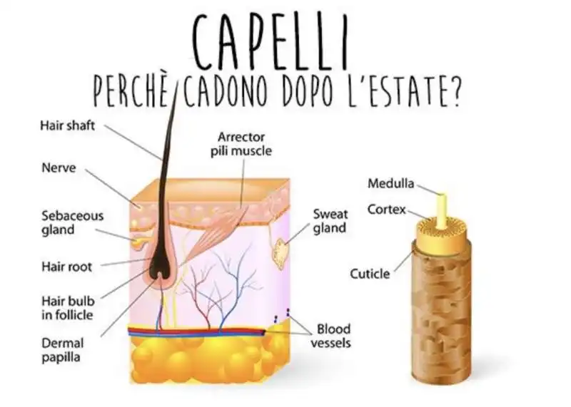 caduta dei capelli 4