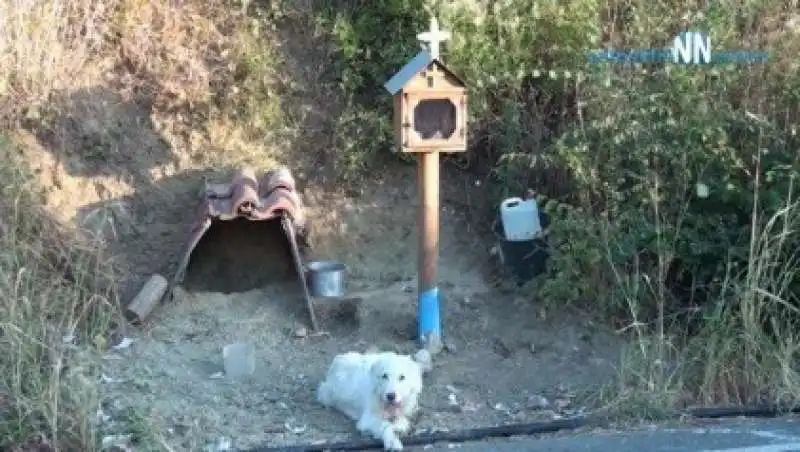 cane non abbandona il luogo dove e' morto il padrone 3