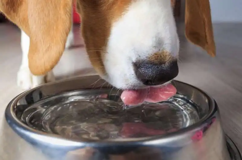 CIOTOLA D'ACQUA PER IL CANE