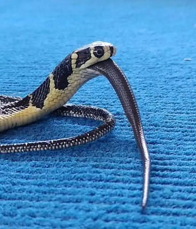 cobra mangia un piccolo serpente