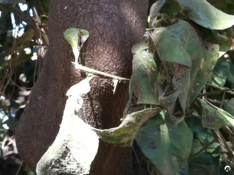 degrado al giardino degli aranci di roma 1