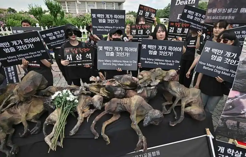 kim basinger contro la carne di cane in corea del sud 5