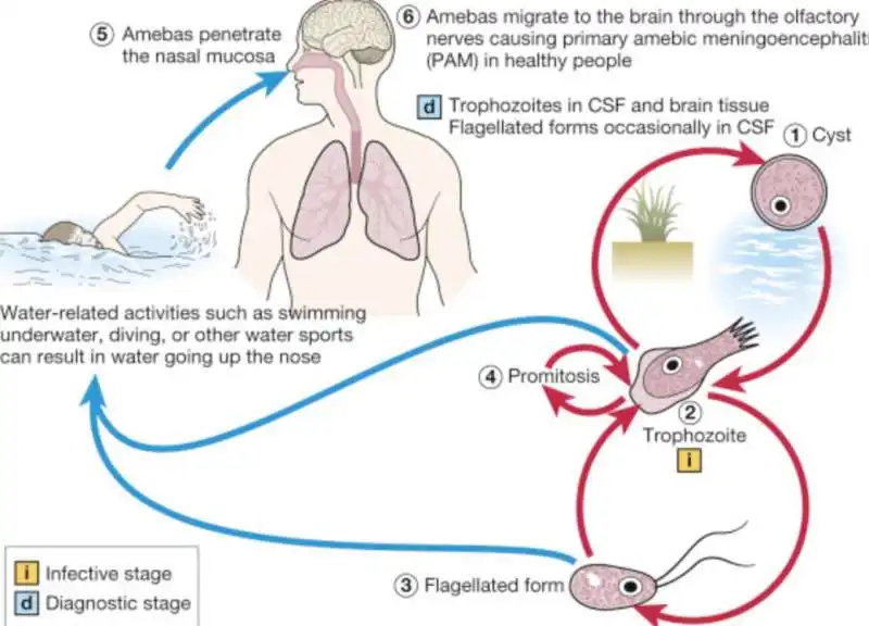 naegleria foowleri, l'ameba che mangia il cervello 5