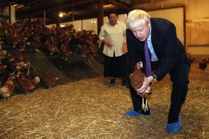 boris johnson nel pollaio