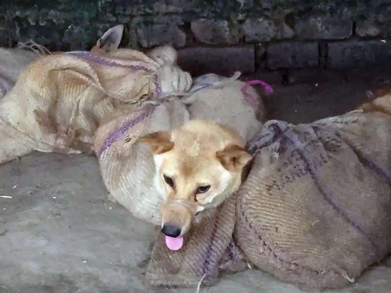 cani mercato nagaland 4