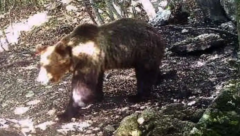 la fuga dell'orso papillon