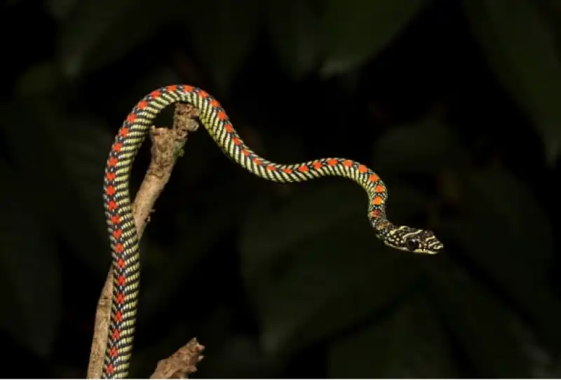 serpenti volanti