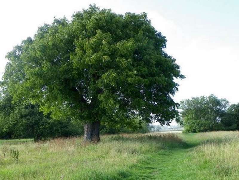 albero di noce