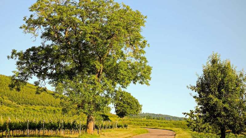 ALBERO DI Noce TROWSE WITH NEWTON