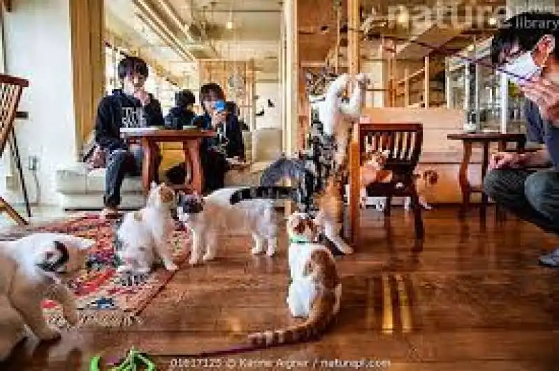 animal cafe giappone 11