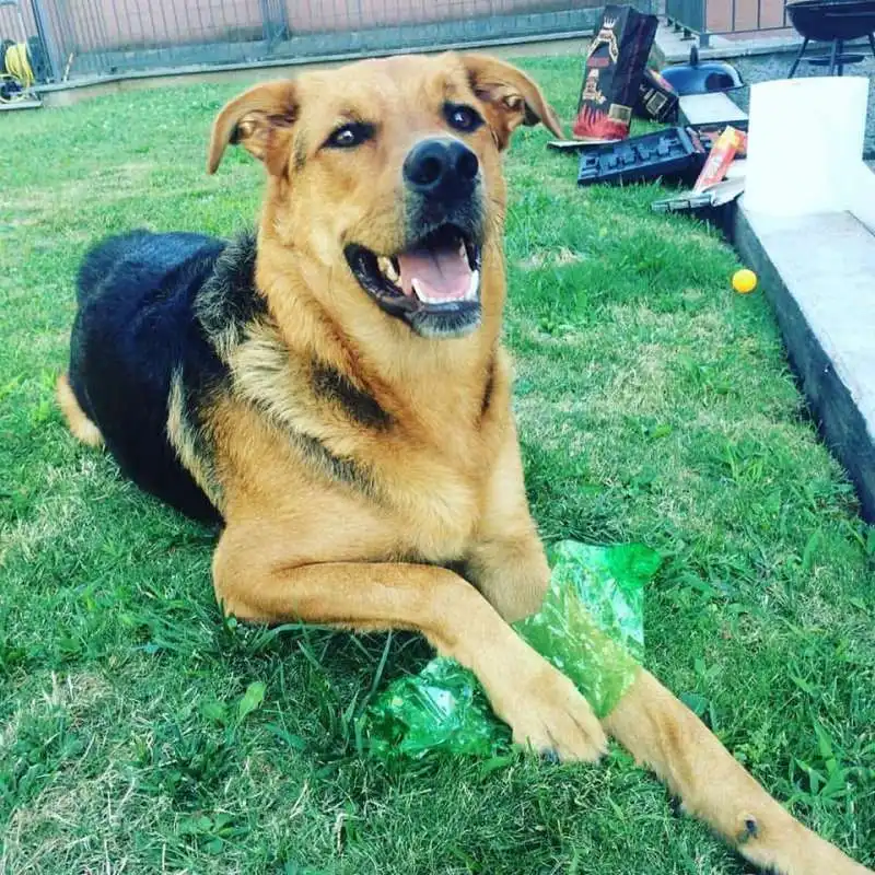 CANE MORTO DOPO AVER MANGIATO UN PANETTO DI HASHISH