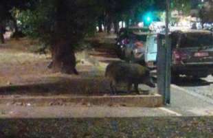 CINGHIALE IN VIALE MAZZINI