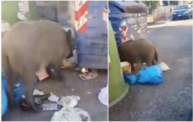 cinghiale mangia vicino ai cassonetti a montemario 4