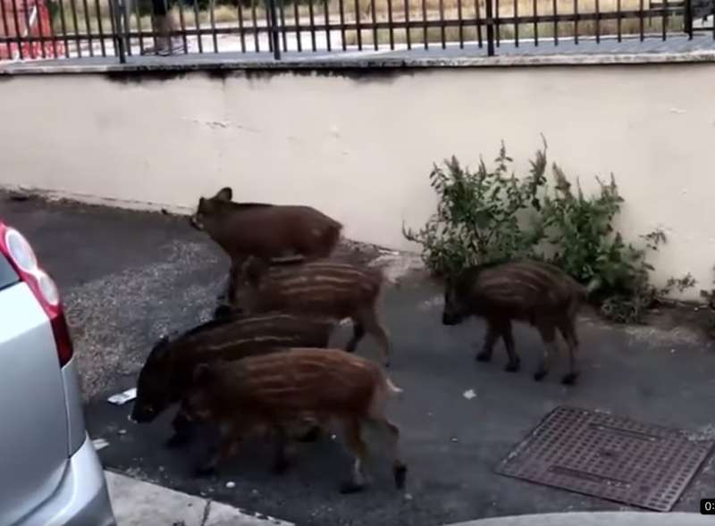 cinghiali a spasso per roma il video di michetti 1