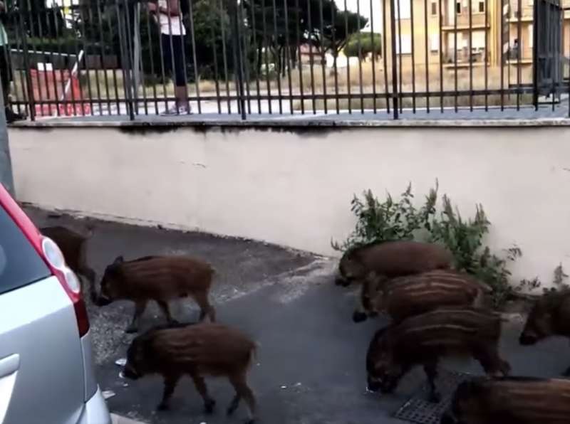 cinghiali a spasso per roma il video di michetti