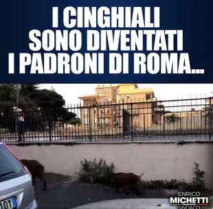 cinghiali a spasso per roma il video di michetti 3